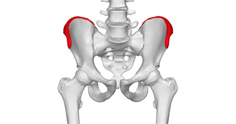 Iliac crest reconstruction: 15 patients recruited into GreenBRIC study • healthcare-in-europe.com