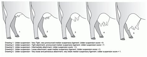 A Guide to Udder and Teat Scoring Beef Cows | UNL Beef