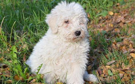 Komondor Dog Breed Information & Pictures