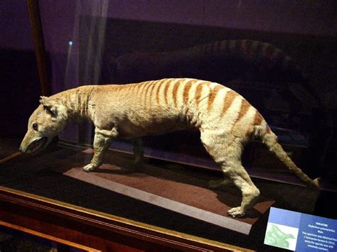 Thylacine - Thylacine Photo (10824741) - Fanpop