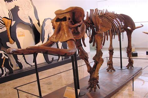 One of the largest ever land mammals evolved into extinct dwarf elephant – losing more than 8 ...