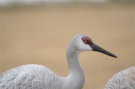 Western Series Sandhill Crane Decoys 6 pack - Deception Decoy Co.