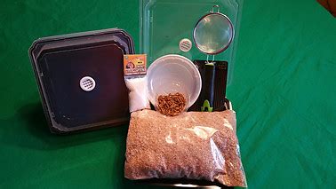 Mealworm Breeding Kit