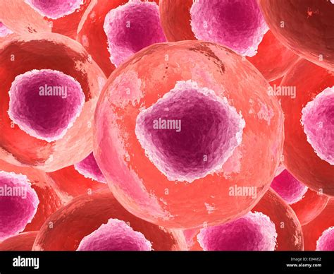 Microscopic view of animal cell Stock Photo: 68934378 - Alamy