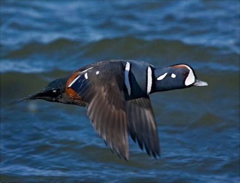 Harlequin Duck male | Animals, Harlequin, Birds