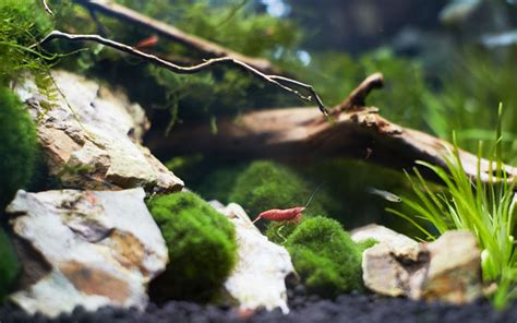 5 Best Nano Shrimp Tank Kits - Review & Buying Guide (Updated 2025 ...