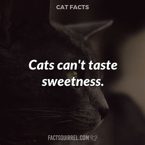 Cats can't taste sweetness - Fact Squirrel