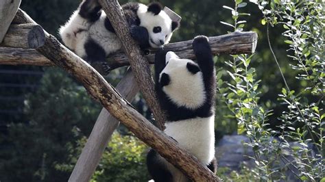 VIDEO: Berlin zoo's twin panda cubs celebrate 1st birthday