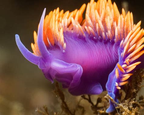 Nudibranch: Species, Behavior, and Diet