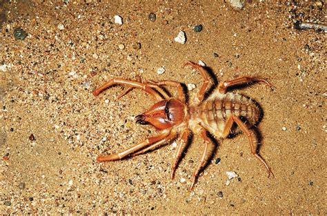 Absurd Creature of the Week: This Ferocious Arachnid Is Death Wrapped in Mystery | WIRED