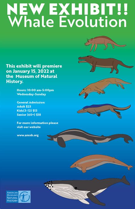 Whale Evolution Exhibit — bashirrhodesdesigns