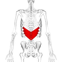 Serratus Posterior - Physiopedia