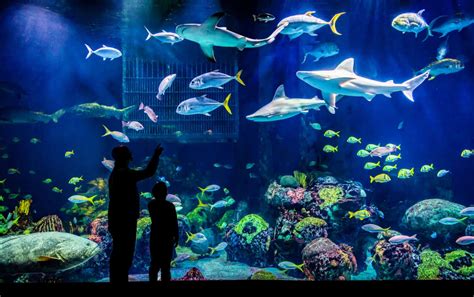 Wonders of Wildlife National Museum & Aquarium nominated again for ...