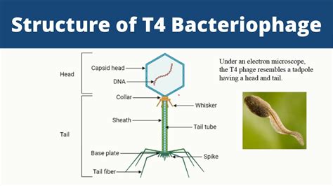 Structure of T4 Bacteriophage | Biology - YouTube