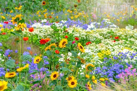 7 Things To Consider Before Planting a Wildflower Meadow | Family Handyman