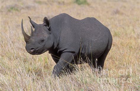 Man Sentenced to Jail for Selling Rare Black Rhinoceros Horn