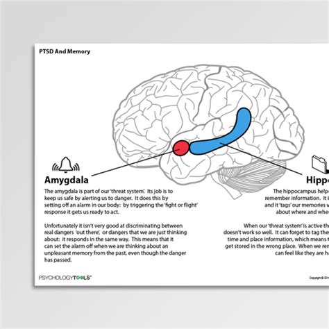 The Amygdala And Memory - slideshare