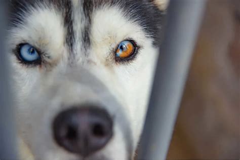 Husky Eye Colors With Pictures: Can Their Eyes Change Color?