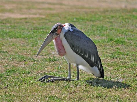 The Online Zoo - Marabou Stork