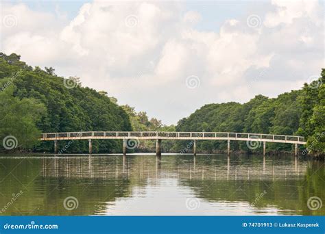 Jungle river, Brunei stock image. Image of nature, picturesque - 74701913