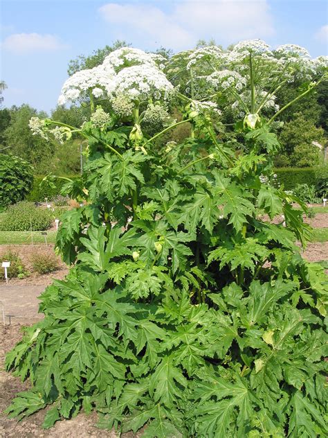 Hazard Alert: Giant Hogweed spreading in Ontario - LawnSavers