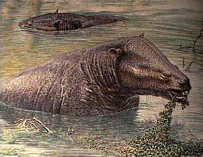 Moeritherium Fossils