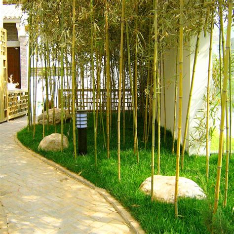 Image result for bamboo for garden walls | Garden wall, Bamboo, Garden