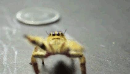 jumping spider gifs | WiffleGif