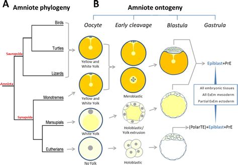 Chicken Embryo Development