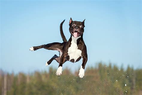 How to Keeping an Excitable Puppy from Jumping Up