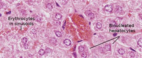 Cell types. Hepatocyte. Atlas of Plant and Animal Histology.