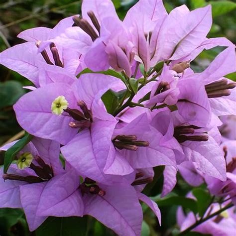 Bougainvillea Lavender - Santhi Online Plants Nursery