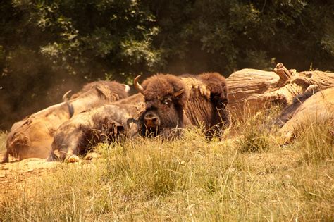 NC Zoo (81) | Bison Bison habitat | Tom | Flickr