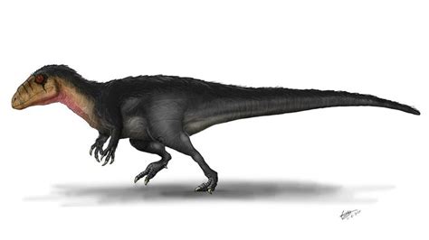 New Theropod! | Fossil hunting, Paleontology, Species