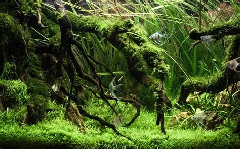 Java Moss: Everything To Know About This Marvelous Moss - Everything Fishkeeping