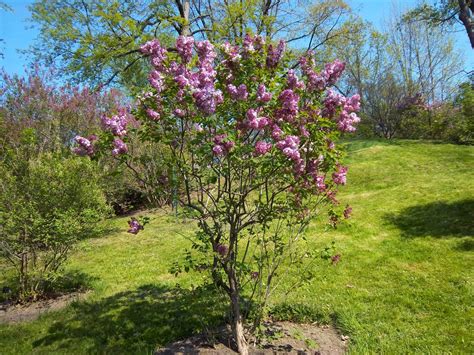 Liliana Usvat - Reforestation and Medicinal use of the Trees : Lilac Shrub - Symbolism Medicinal ...