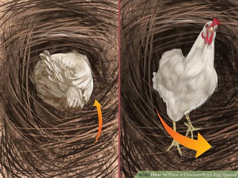 3 Ways to Cure a Chicken from Egg Bound - wikiHow