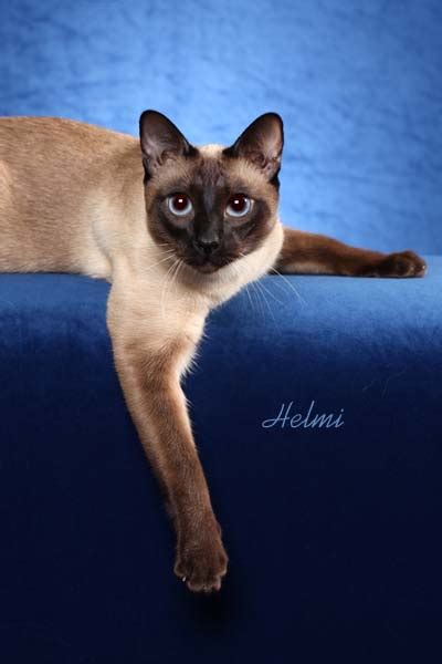 Siamese kittens for sale - Old Style Siamese