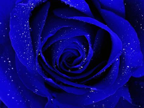 Blue Rose Pic Hd : Blue Rose Wallpaper For 2048x2048 | Bodycrwasute