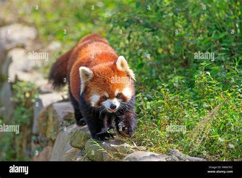 China, Sichuan, Research Base of Giant Panda Breeding or Chengdu Panda Base, Red Panda (Ailurus ...