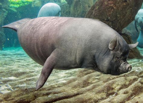 Sea Pig : HybridAnimals