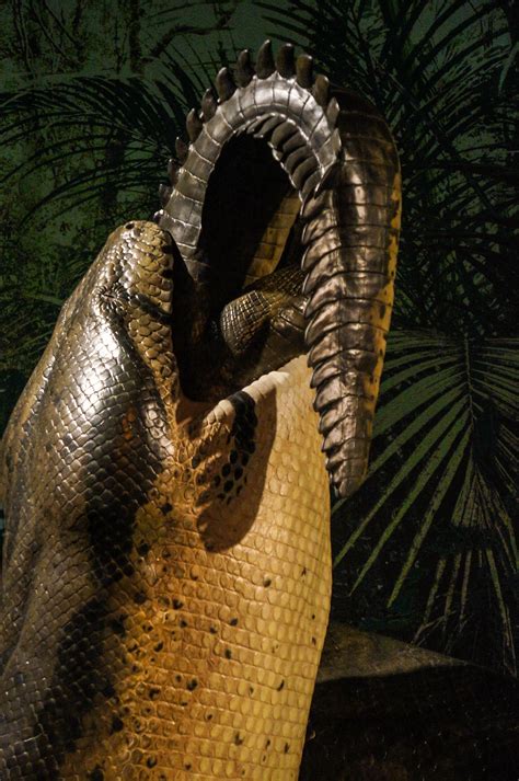 Photoblog: Titanoboa: Monster Snake Exhibit – The Academy of Natural ...