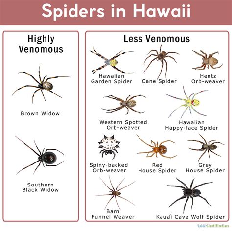 Spiders in Hawaii: List with Pictures