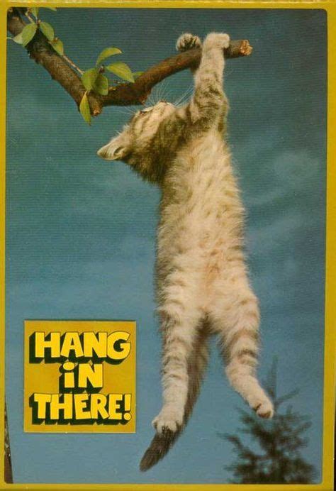 Image result for hang in there poster | Hang in there cat, Kittens