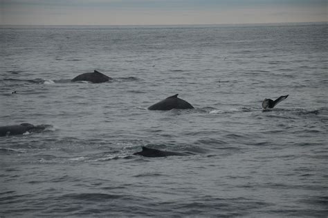 New England Aquarium Whale Watch Season Ends with Large Feast - CapeCod.com