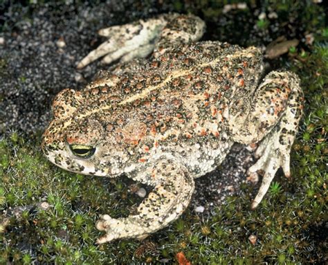 Natterjack Toad - Facts, Habitat, Diet and Pictures