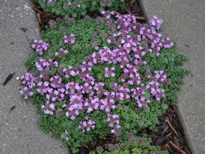 Elfin Creeping Thyme - 3 Count Flat of Pint Pots - Groundcover ...