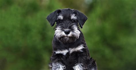 Miniature Schnauzer