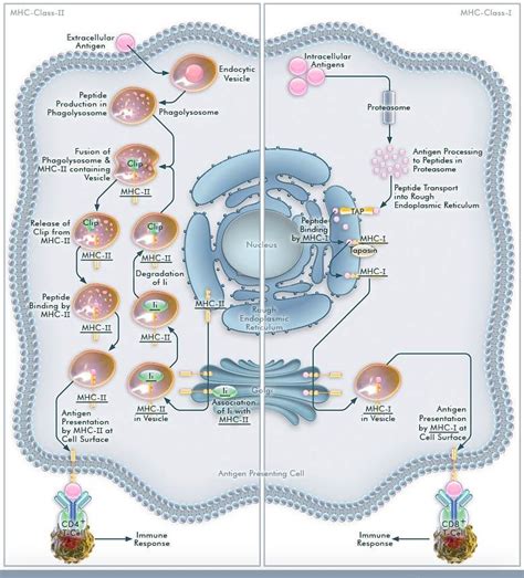 Antigen Processing And Presentation - slidesharetrick