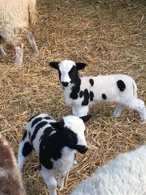 Meet Maverick and Goose! : r/aww